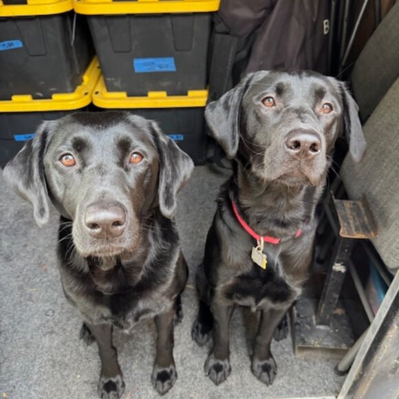 Meet your Posher, Carly - Picture 1 of 1